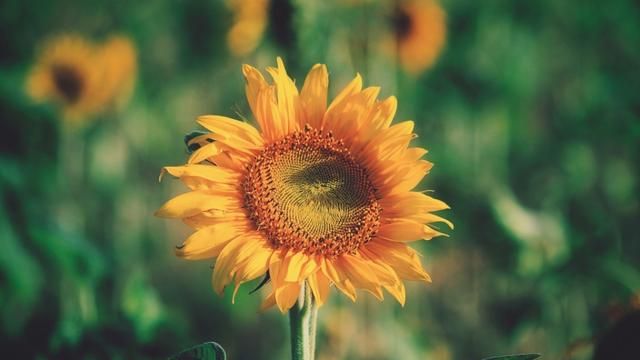 美国的国花是什么花,各国的国花分别是什么花?图16