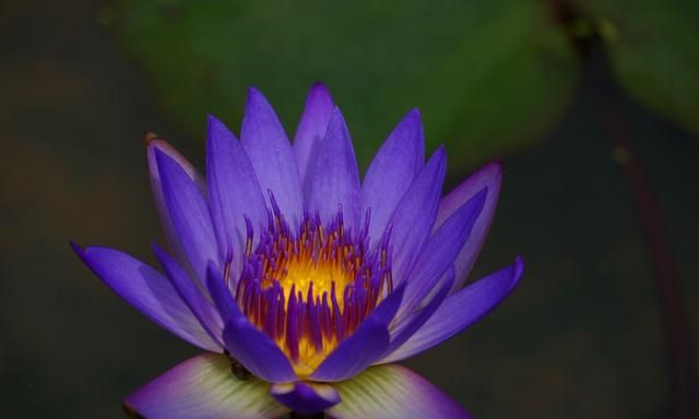 美国的国花是什么花,各国的国花分别是什么花?图12