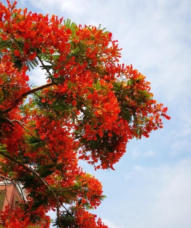 美国的国花是什么花,各国的国花分别是什么花?图38