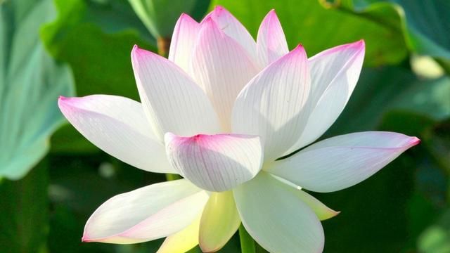 美国的国花是什么花,各国的国花分别是什么花?图5