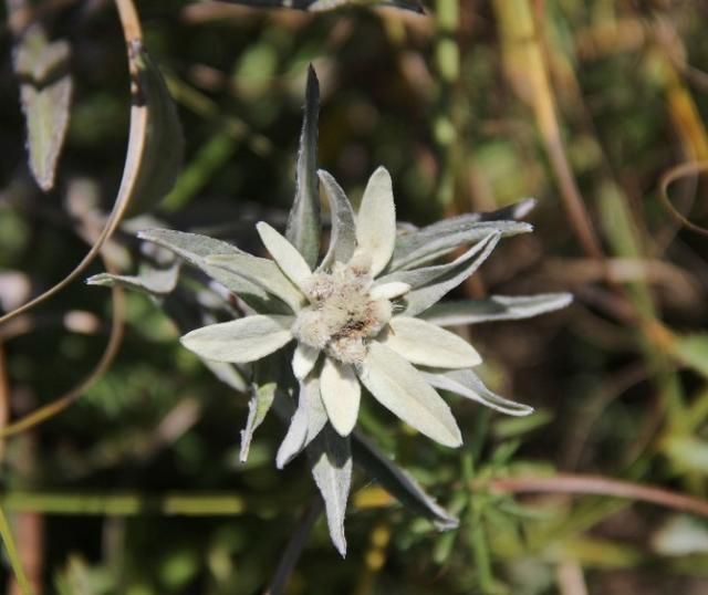 美国的国花是什么花,各国的国花分别是什么花?图26