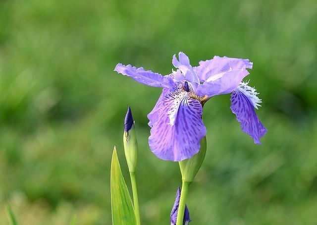 美国的国花是什么花,各国的国花分别是什么花?图40