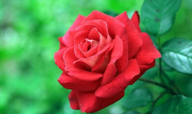 美国的国花是什么花,各国的国花分别是什么花?图24