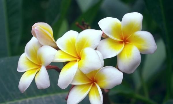 美国的国花是什么花,各国的国花分别是什么花?图7