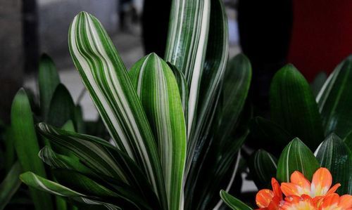 君子之花是指什么花 描写莲