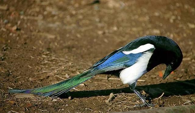 喜鹊是益鸟还是害鸟,喜鹊是益鸟还是害鸟?图2