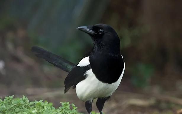 喜鹊是益鸟还是害鸟,喜鹊是益鸟还是害鸟?图3