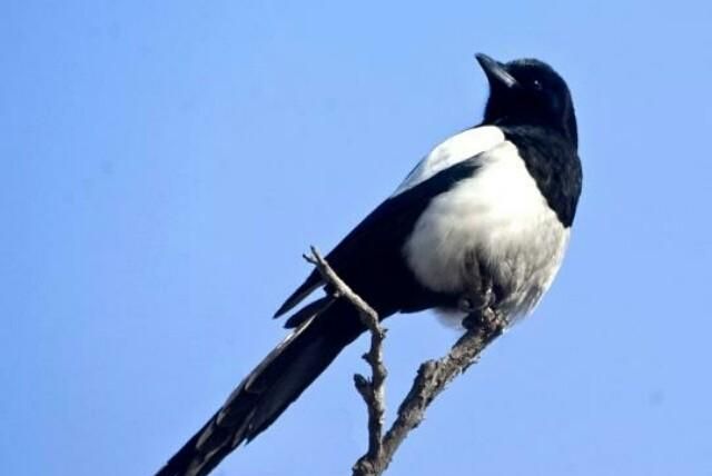 喜鹊是益鸟还是害鸟,喜鹊是益鸟还是害鸟?图6