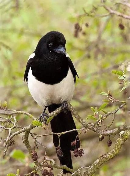 喜鹊是益鸟还是害鸟,喜鹊是益鸟还是害鸟?图8