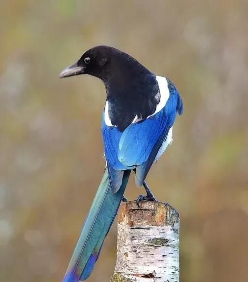 喜鹊是益鸟还是害鸟,喜鹊是益鸟还是害鸟?图7