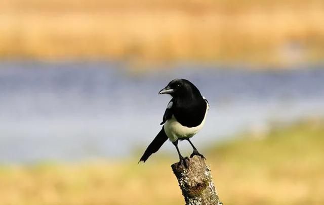 喜鹊是益鸟还是害鸟,喜鹊是益鸟还是害鸟?图4