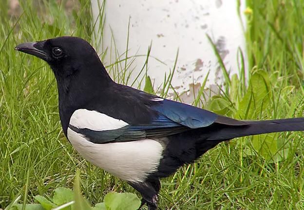 喜鹊是益鸟还是害鸟,喜鹊是益鸟还是害鸟?图1