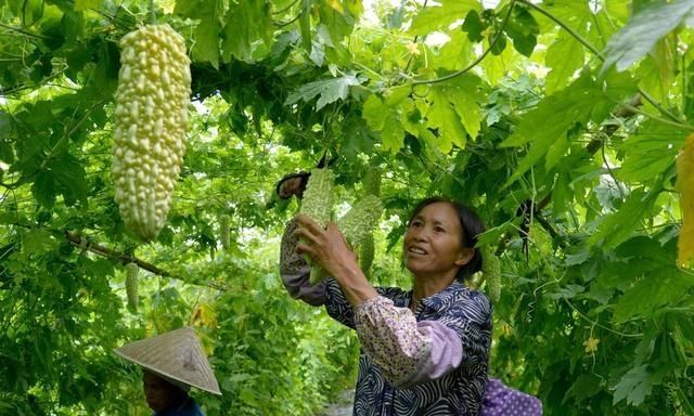 苦瓜生吃还是熟吃好,谁减肥的时候试过生吃苦瓜?有什么体会?效果怎么样?怎么吃效果好?细说一下?谢谢?图5