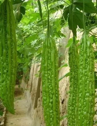 苦瓜生吃还是熟吃好,谁减肥的时候试过生吃苦瓜?有什么体会?效果怎么样?怎么吃效果好?细说一下?谢谢?图2