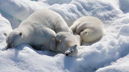 在南极有北极熊吗