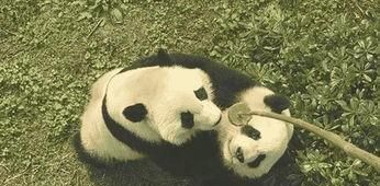大熊猫生活习性，大熊猫的生活习性？图2