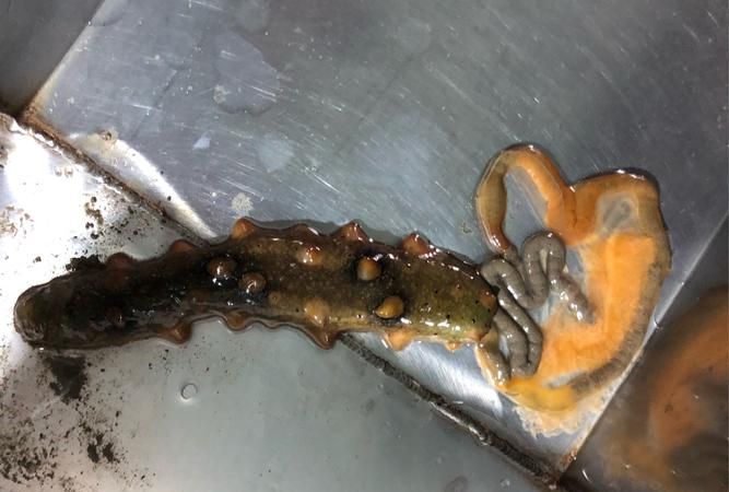 写海参的作文500字左右