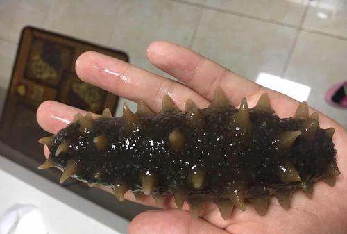 海参吐肠子是什么原因,海参苗吐黄肠子怎么治疗图2