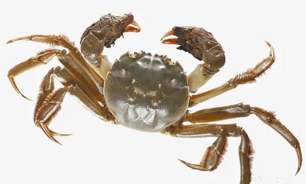 螃蟹需要蒸几分钟,螃蟹要蒸几分钟才可以吃图1