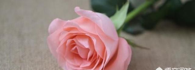 粉色玫瑰花代表什么意思,粉色玫瑰代表什么意思呀?图3