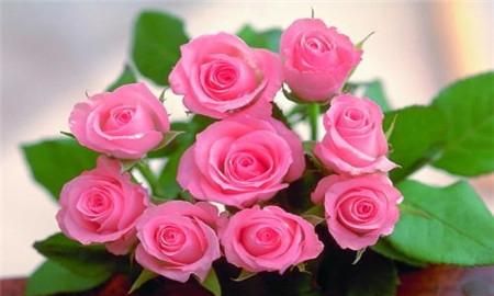 粉色玫瑰花代表什么意思,粉色玫瑰代表什么意思呀?图4