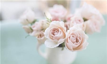 粉色玫瑰花代表什么意思,粉色玫瑰代表什么意思呀?图1