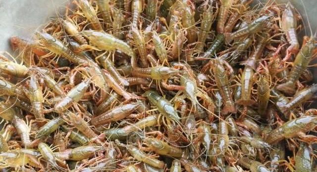 小龙虾吃什么,鱼缸里养小龙虾吃什么?图2