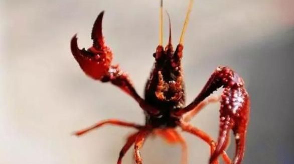 小龙虾吃什么,鱼缸里养小龙虾吃什么?图3