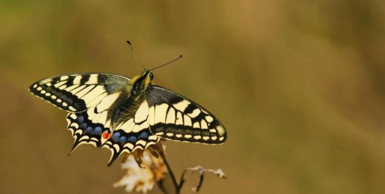 蝴蝶的触角的详细资料