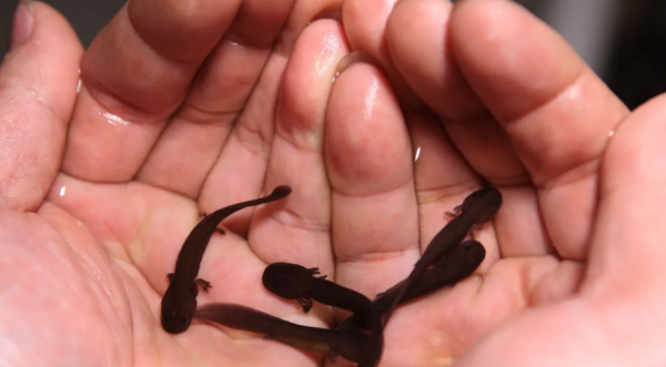 娃娃鱼的叫声是什么声音,娃娃鱼的叫声是什么样子的图4