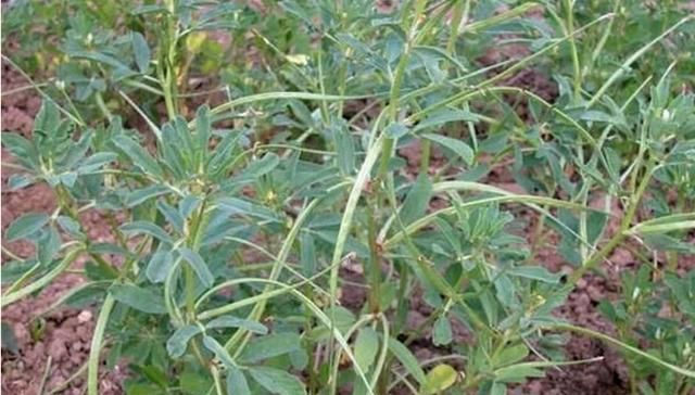 芫荽和香菜有什么区别,「桔子」和「橘子」有什么区别?图5