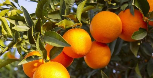 芫荽和香菜有什么区别,「桔子」和「橘子」有什么区别?图3