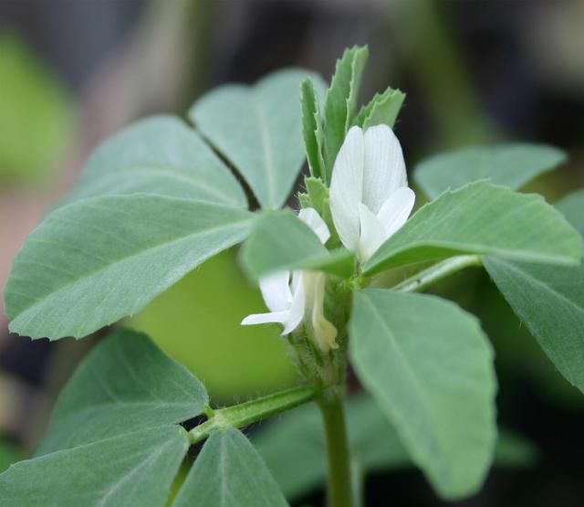 芫荽和香菜有什么区别,「桔子」和「橘子」有什么区别?图4