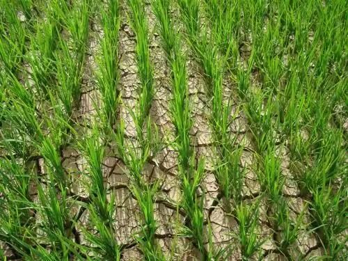 秧苗的拼音(秧苗的拼音怎么写的拼音怎么读)-第1张图片-