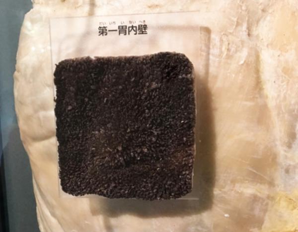 牛肚是牛的哪个部位用来干嘛的(牛肚是牛的什么部位)