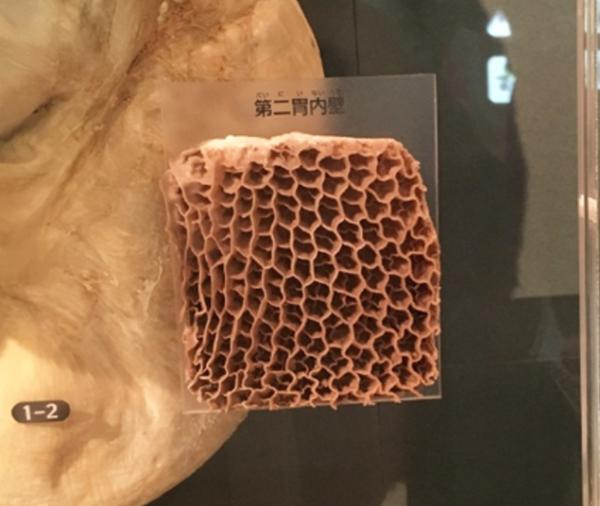 牛肚是牛的哪个部位用来干嘛的(牛肚是牛的什么部位)