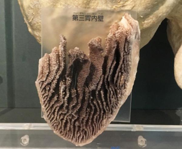 牛肚是牛的哪个部位用来干嘛的(牛肚是牛的什么部位)