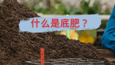 ​不同种类基肥的效果及使用方法（基肥是什么意思）