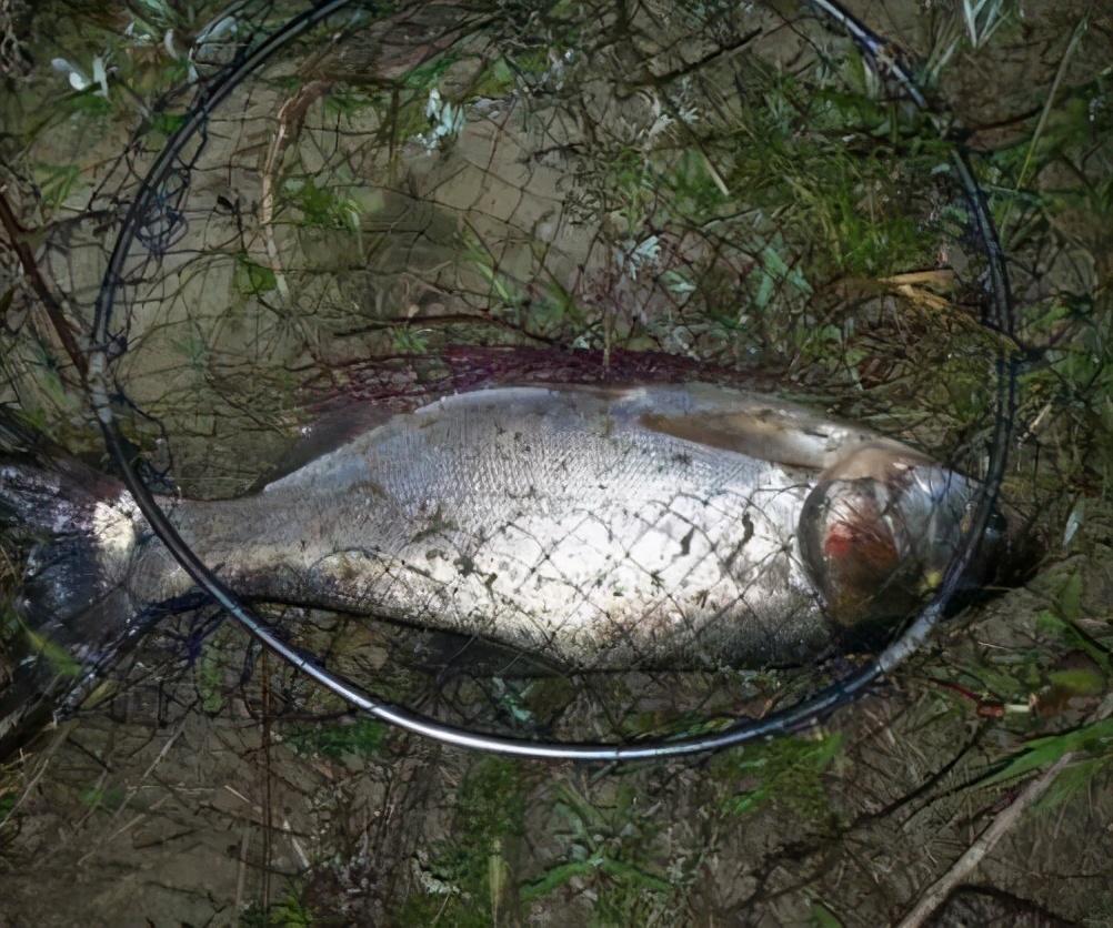 鲢鳙一般钓多深的水(夜钓鲢鳙和白天的区别)