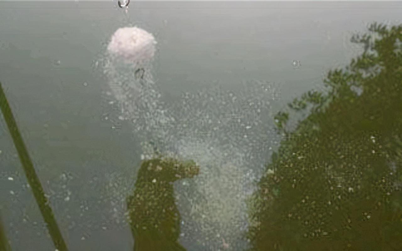 鲢鳙一般钓多深的水(夜钓鲢鳙和白天的区别)