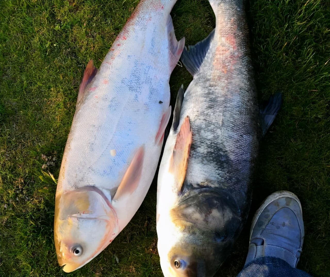 鲢鳙一般钓多深的水(夜钓鲢鳙和白天的区别)