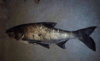 ​鲢鳙一般钓多深的水(夜钓鲢鳙和白天的区别)