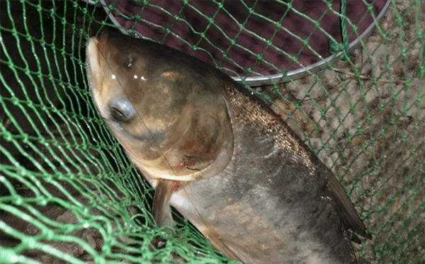 鲢鳙一般钓多深的水(夜钓鲢鳙和白天的区别)