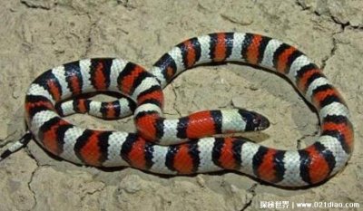 ​牛奶蛇有毒吗，是一种无毒的王蛇(身体色彩鲜艳无比)