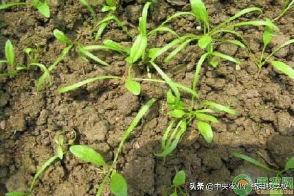 菠菜种子要泡多久才能种(菠菜种子怎么催芽)