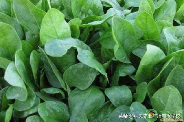 菠菜种子要泡多久才能种(菠菜种子怎么催芽)