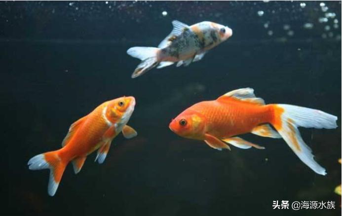 用盐可以救活濒死的鱼(奄奄一息的鱼用盐就活)