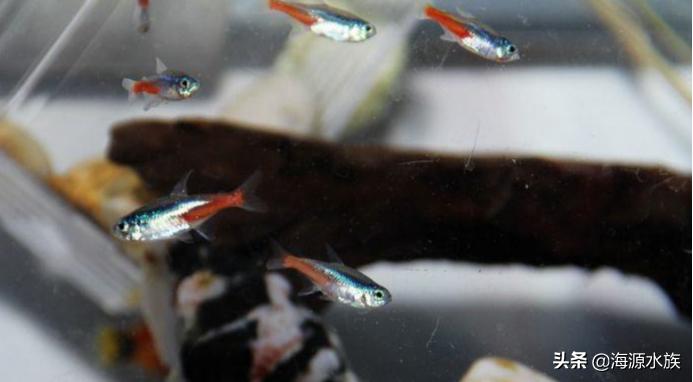 用盐可以救活濒死的鱼(奄奄一息的鱼用盐就活)