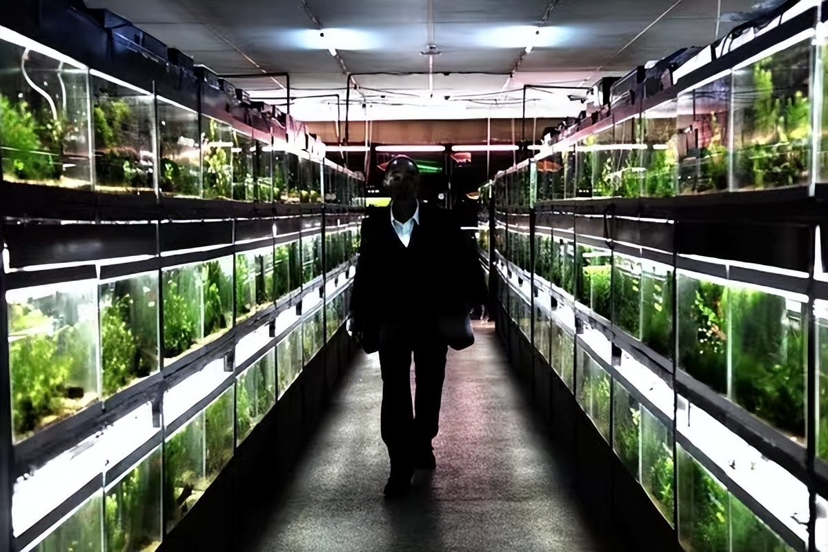 惊悚:豆瓣评分7.7《冰冷热带鱼》—盛开在灵魂深处的欲望之花!