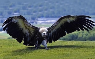 ​世界上最大的老鹰有多大？是什么品种？